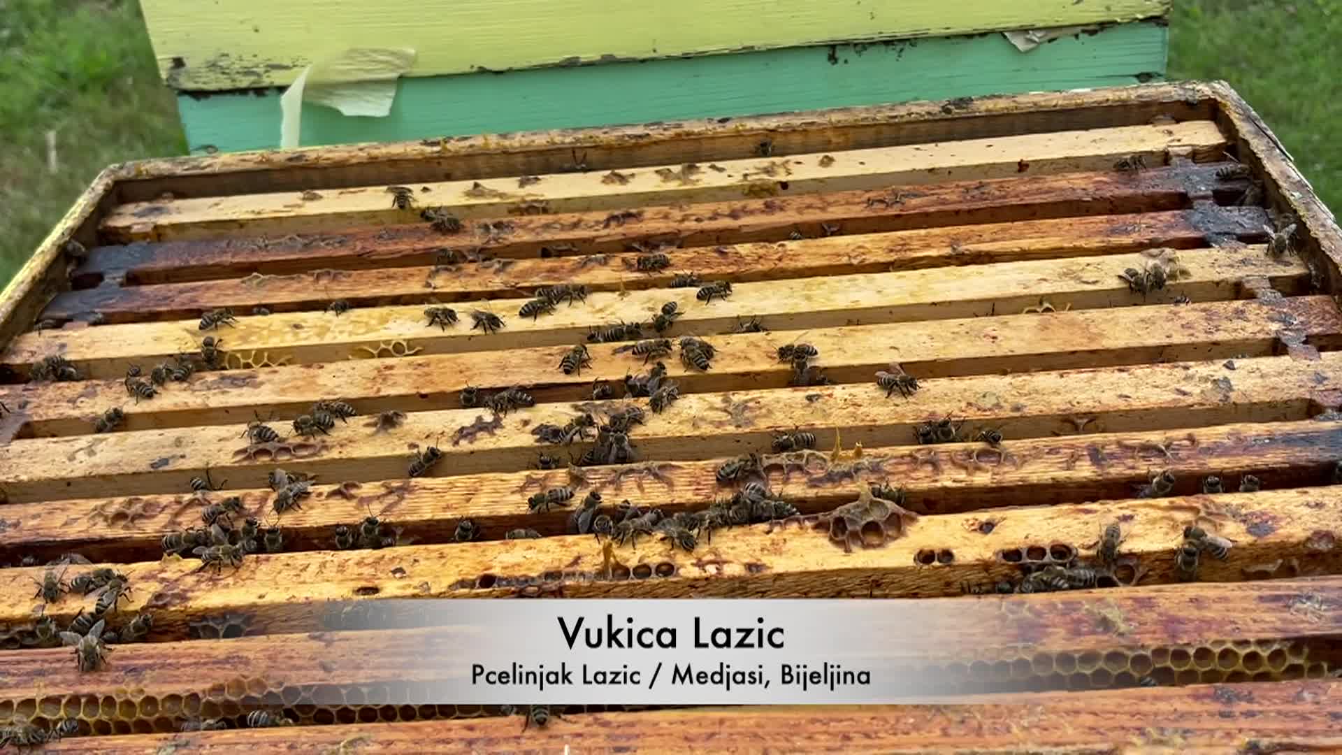 COOKING WITH VLADA / BEEKEEPING AND OLD-FASHIONED HONEY CAKE